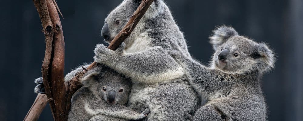Image d'une mère Koala avec ses deux petits accrochés à elle sur une branche, illustrant parfaitement le lien d'attachement
